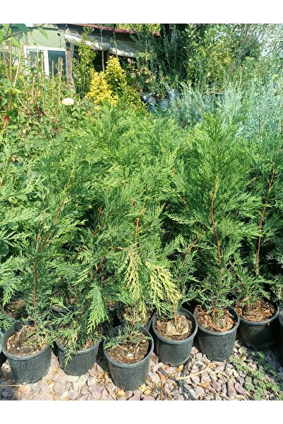 Yeşil Deniz Fidancılık Tüplü Leylandi Fidanı (40-80 CM) 10 Adet