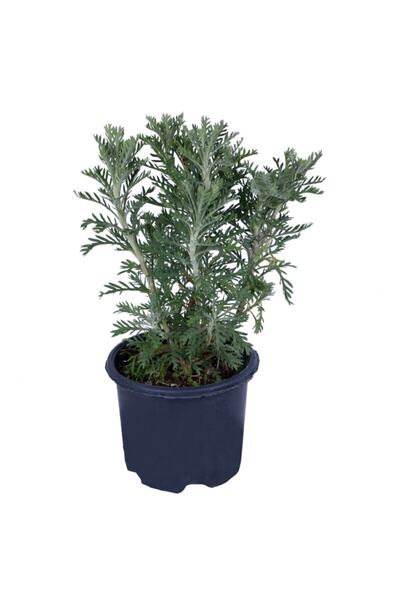 HOBİ VE BAHÇE Sarı Papatya - Sarı Çalı Papatyası (euryops Pectinatus) Saksı'da