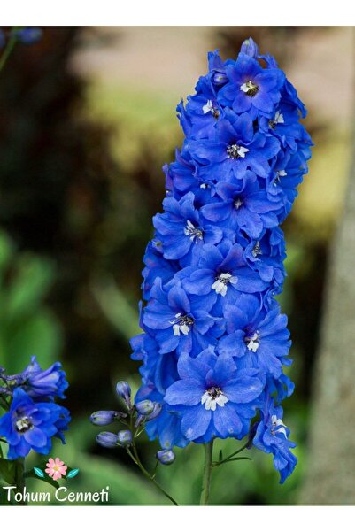 GARDENYA TOHUMCULUK CORNFLOWER HAZERAN ÇİÇEK TOHUMU - 30 ADET