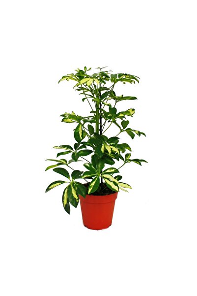 The Best Online Alacalı Şeflera, +60 cm