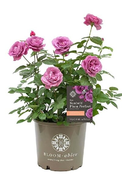 ÇİÇEKFLİX FİDE gül açık kök lila renk fidesi fidanı açık kök