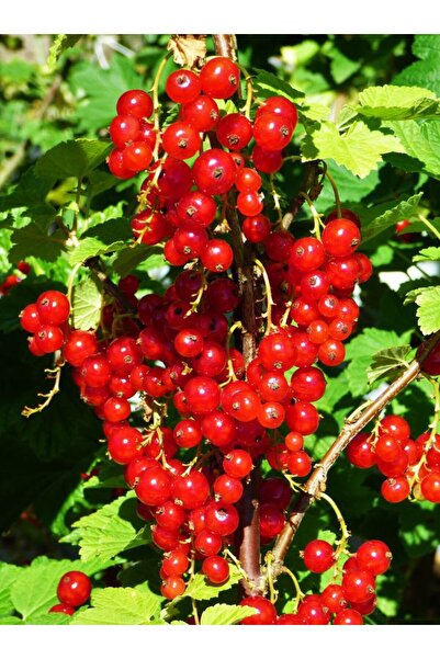 bahçevilya Kımızı Meyveli Frenk üzümü fidanı [Ribes]