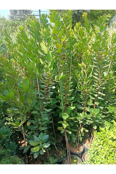 Yeşil Deniz Fidancılık Dağ Çileği Fidanı (100-150 cm)