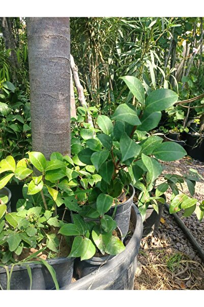 Yeşil Deniz Fidancılık Kamelya Fidanı (30-50 cm)