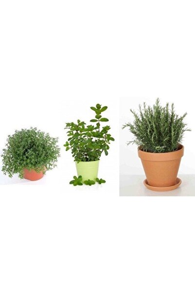 Bitkim Sende Saksılı Kekik Nane Biberiye Üçlü Set 10-20 Cm özel seri Kaliteli