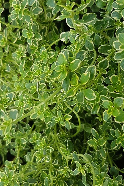 The Best Online Thymus citriodorus, Limon Kekiği, Saksıda, 5 Adet