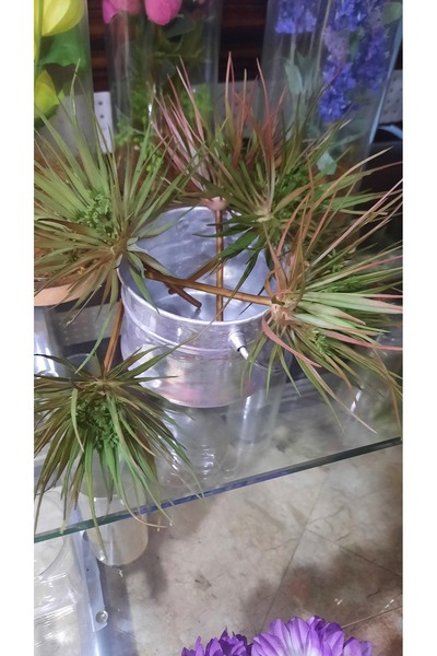 Iç Ve Dış Mekan Succulent Kaktüs
