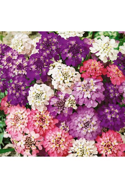 GARDENYA TOHUMCULUK Candytuf İberis Çiçeği Tohumu - 30 ADET