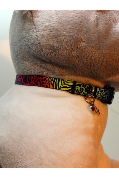 CARAMELOS Puppy and Small Breed Dog Adjustable Collar 1 cm