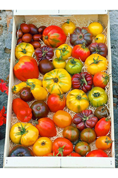 ZENGARDEN EV VE BAHÇE Atalık iri domatesler Zen karışımı domates tohumu