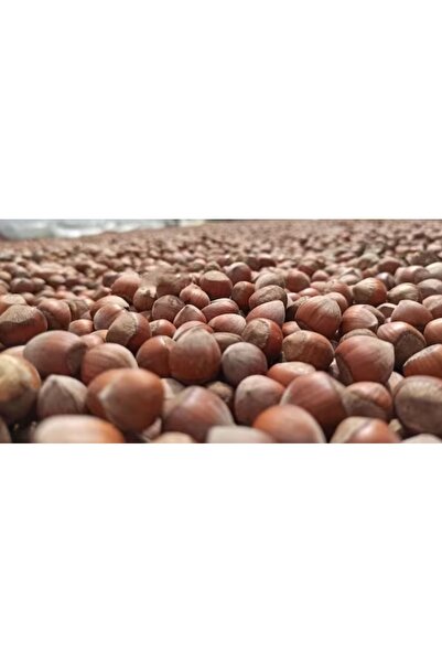 ROZASSHOME Giresun Kabuklu Fındık 10 Kg son Mahsül 1.kalite Yağlı Ince Kabuk ...