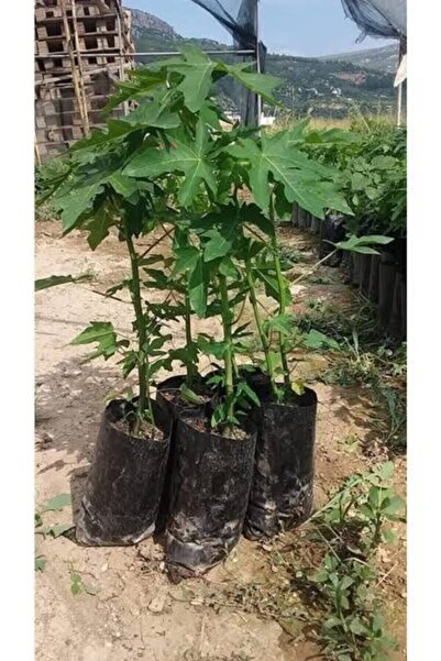 Genel Markalar Papaya Meyvesi Fidanı