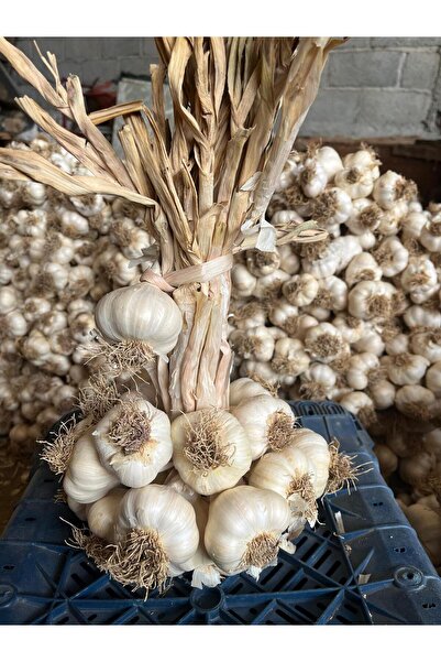 Özsoy TAŞKÖPRÜ SARIMSAĞI 1KG DUBLE BOY 2023