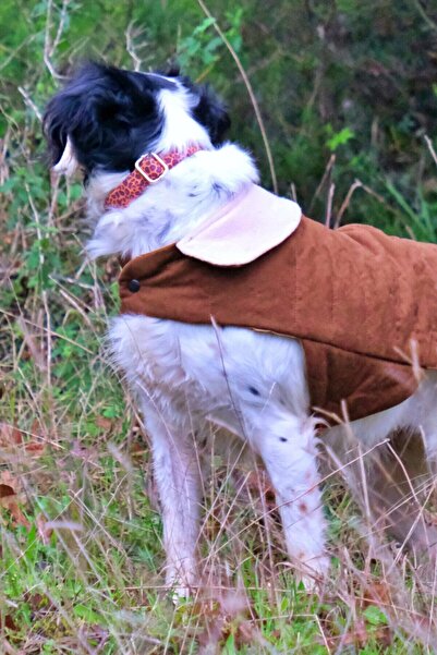 UTDpet Leopard Köpek Boyun Tasması