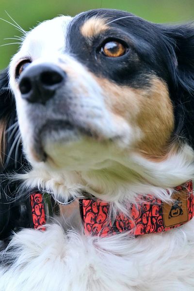 UTDpet Redd Dog Collar - Stylish and Comfortable