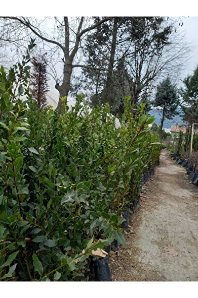 HESABOĞLU ÇİÇEKÇİLİK Defne Fidanı