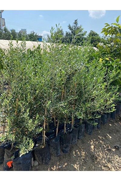 Arbequina Spanish Olive Seedling with Tube