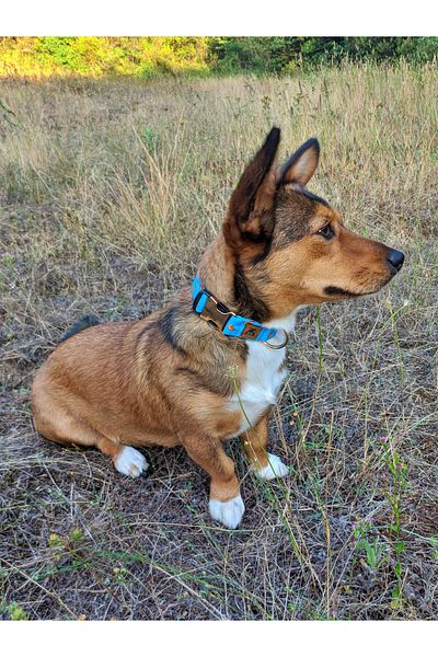 UTDpet Goldie Dog Collar