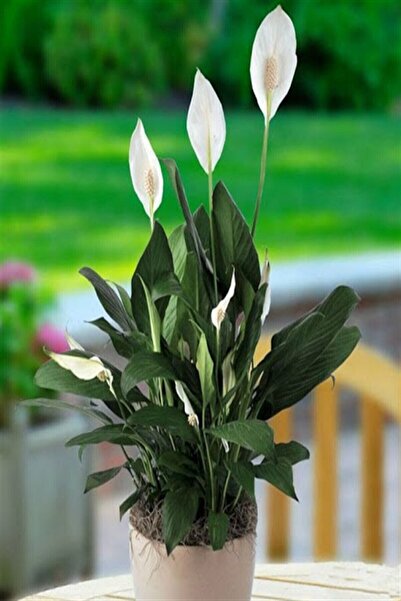 e-fidanci Barış Çiçeği (Spathiphyllum Wallisi ) Saksıda 80-100 Cm