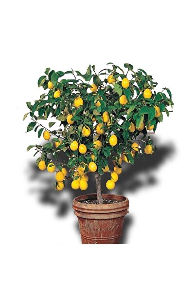 damla su çiçek Limon Ağacı Fidanı Saksılı Bodur Yediveren Mayer