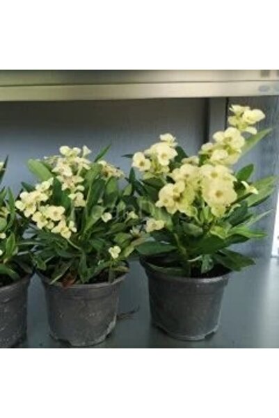 fidanpaketim Dikenler Tacı çiçeği Aşılı Kaktüs Euphorbia Milii Beyaz