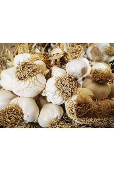 bibakmışsınkapında Sarımsak (kastamonu-taşköprü) 500 Gram