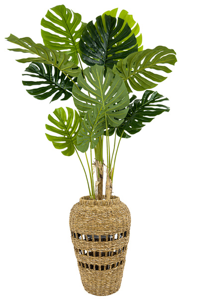 BİÇİÇEK Luxury Monstera Bitkisi 180cm Hasır saksıda bohem3