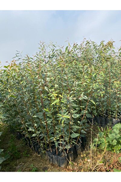 FİDANLIDAN Tüplü Okaliptüs ( Bataklık Kurutan) Fidanı 6 Adet