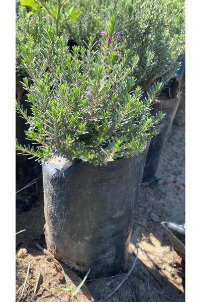 FİDANLIDAN Tüplü Dağ Kekiği ( Zahter ) Fidanı 4 Adet