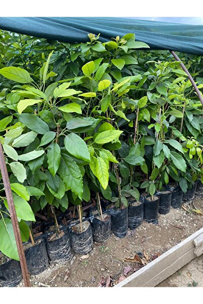 FİDANLIDAN Tüplü Aşılı Has Avokado Fidanı