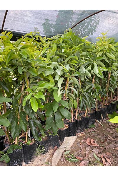 FİDANLIDAN Tüplü Aşılı Birbirini Tozlayan Has ve Fuerte Avokado Fidanları