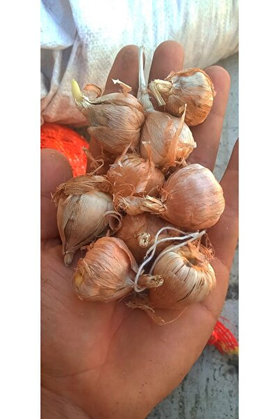 Garden Botanik Double White Frezya Soğanı 20 Adet