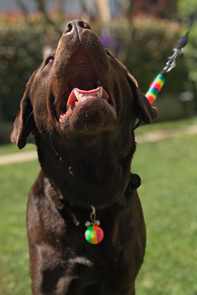 PETSWUU Ayarlanabilir  Köpek Eğitim  Antreman İtaat Boyun Tasması