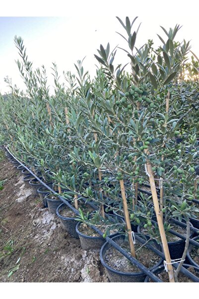 FİDANLIDAN Saksıda Üzeri Bol Meyveli Arbequina İspanyol Zeytini Fidanı