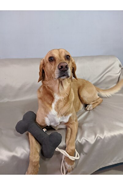 UTDpet Hoppie Sesli Top Köpek Oyuncağı + Bestie Çekiştirmeli Kemik Köpek Oyuncağı