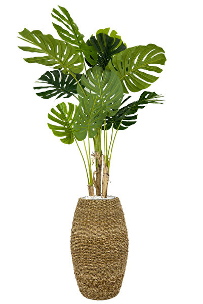 BİÇİÇEK Luxury Monstera Ağacı 180cm Hasır saksıda bohem5