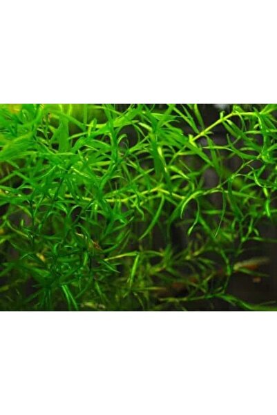 BIO AQUATIC Lepistes Otu Guppy Grass 5 Adet Canlı Bitki