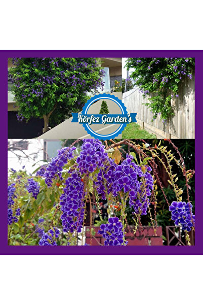 körfezgardens Duranda AĞAÇ MENEKŞESİ