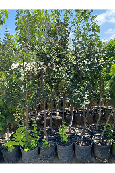 FİDANLIDAN Saksıda Kalın Gövdeli 2 Metre Boyunda 5 - 6 Yaş Aşılı Ayva Fidanı