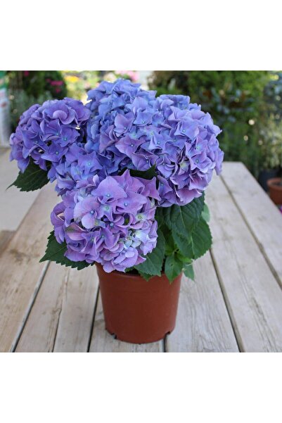 Bitkim Sende Videolu Ithal Mavi Tivoli Ortanca Çiçeği Fidanı 25-50 Cm Saksılı...