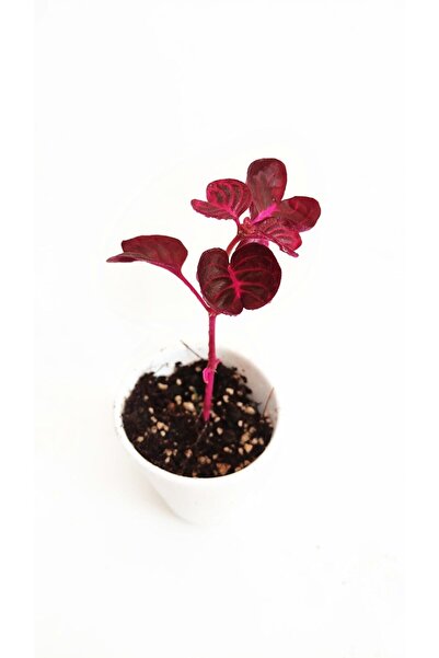 Bitkim Sende Çingene Şalvarı