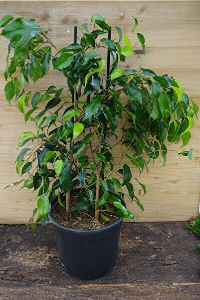 Bitkim Sende Benjamin Bitkisi Salon Bitkisi 60 cm