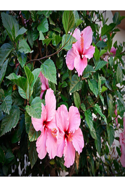 Bitkim Sende Japon Gülü Hibiscus Pembe Renk Çiçekli Kalın Yapraklı Ithal Iç M...