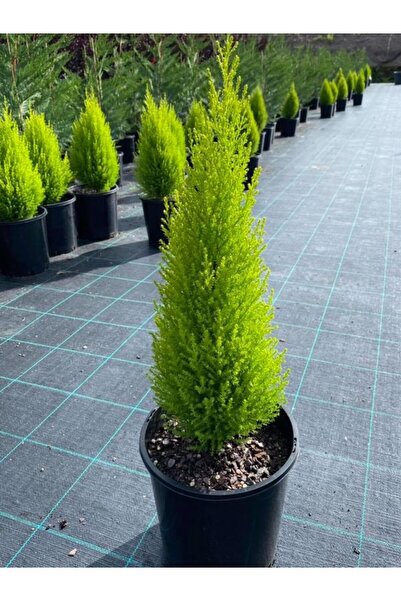 Bitkim Sende Limon Kokulu Limoni Servi Cupressus Ev Ofis Salon Çamı 30-45 Cm