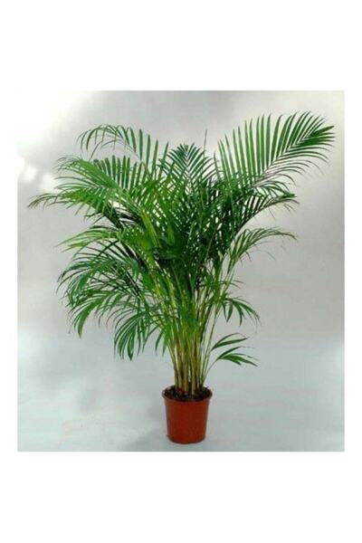 Bitkim Sende Areka Palmiyesi 100 -120cm Areka-palmiyesi