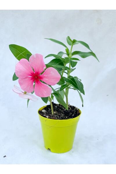 Bitkim Sende Videolu Pembe Vinca Çiçeği Fidanı 5-10 Cm Saksılı Çiçekli Bodur ...