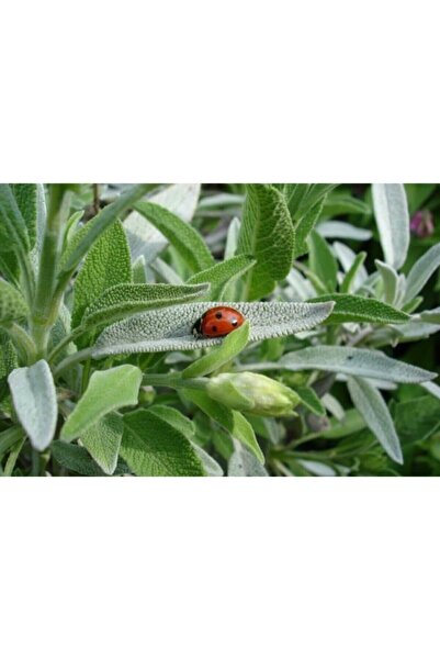 Mimoza Adaçayı Fidanı Fidesi Tüplü 1 Adet 15-25 Cm