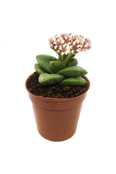 LEVANT Crassula Spring Time Çiçek Açan Sukulent