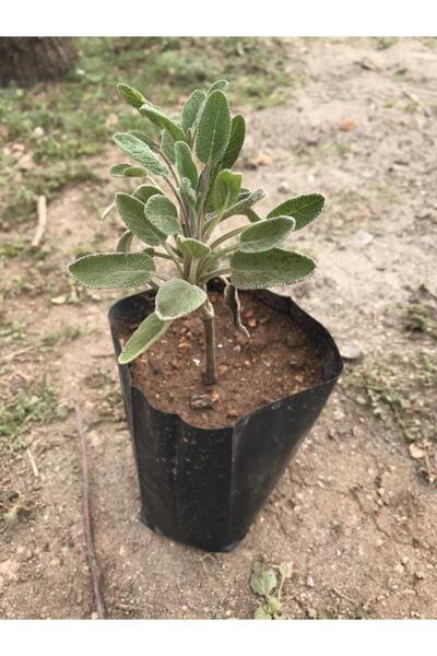 Mimoza Adaçayı Fidanı Fidesi Tüplü 1 Adet 15-25 Cm