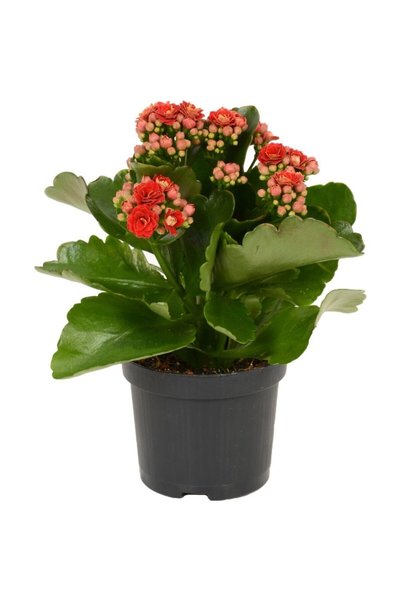 Aysima Çiçekevi Kırmızı Çiçekli Kalanşo ( Kalanchoe ) Çiçeği Ithal Büyük Boy